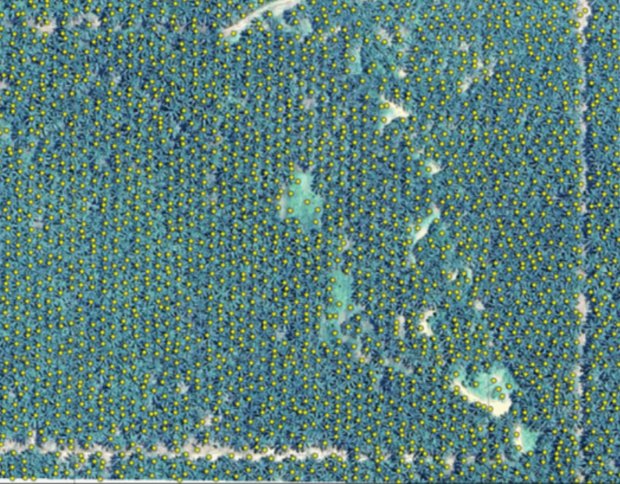 Tree Counting Analysis